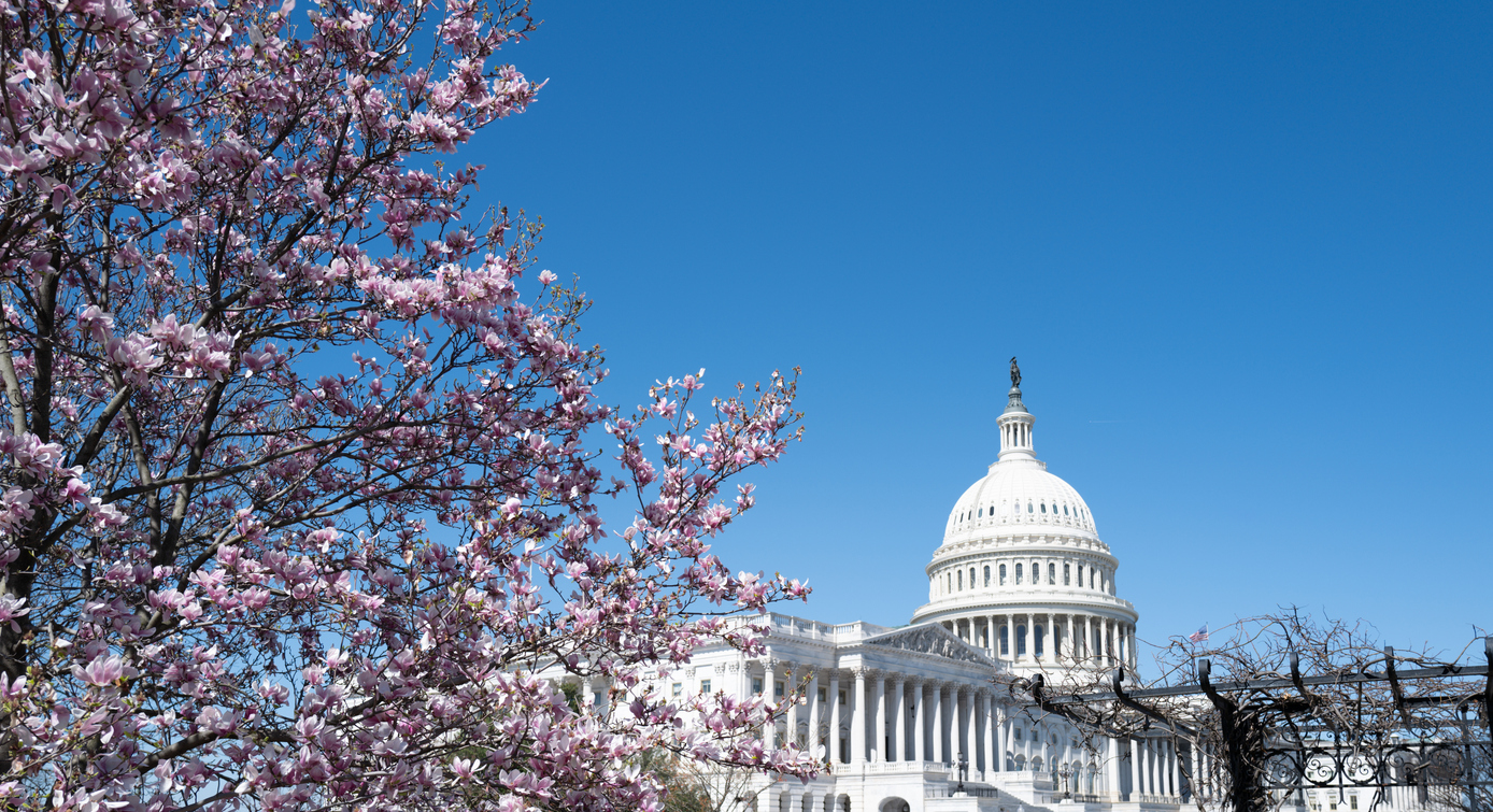 US Capitol Building with cherry blossoms in the foreground